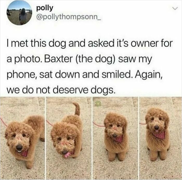 Adorable animal meme of Baxter, a fluffy brown dog, posing and smiling for a photo, highlighting dogs' charm.