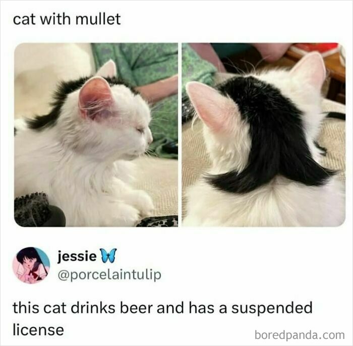 Funny animal meme of a white cat with a black mullet hairstyle, styled to look like a punk rocker.