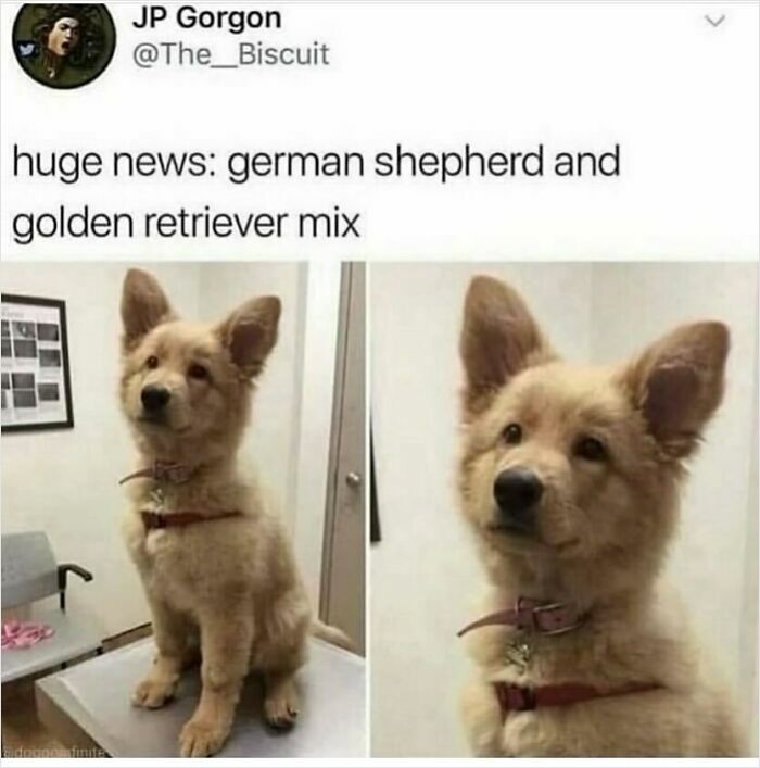 A cute German Shepherd Golden Retriever mix puppy in a funny animal meme, illustrating animal memes.