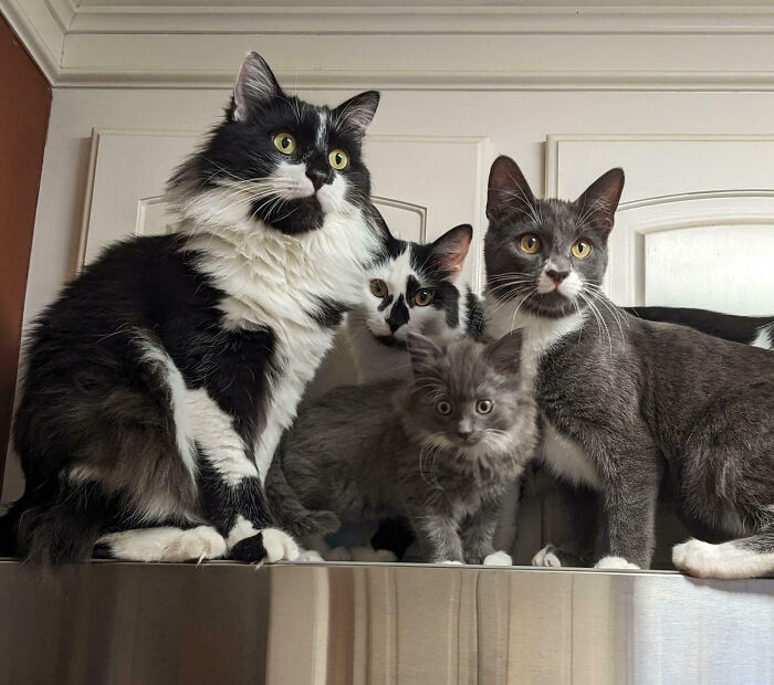A family of five cats, including kittens, perched on a counter, observing their surroundings; their important meetings may have been interrupted.