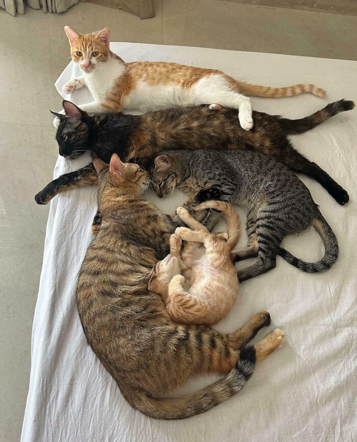 Five cats napping together on a white blanket, interrupted perhaps from their important cat meetings.