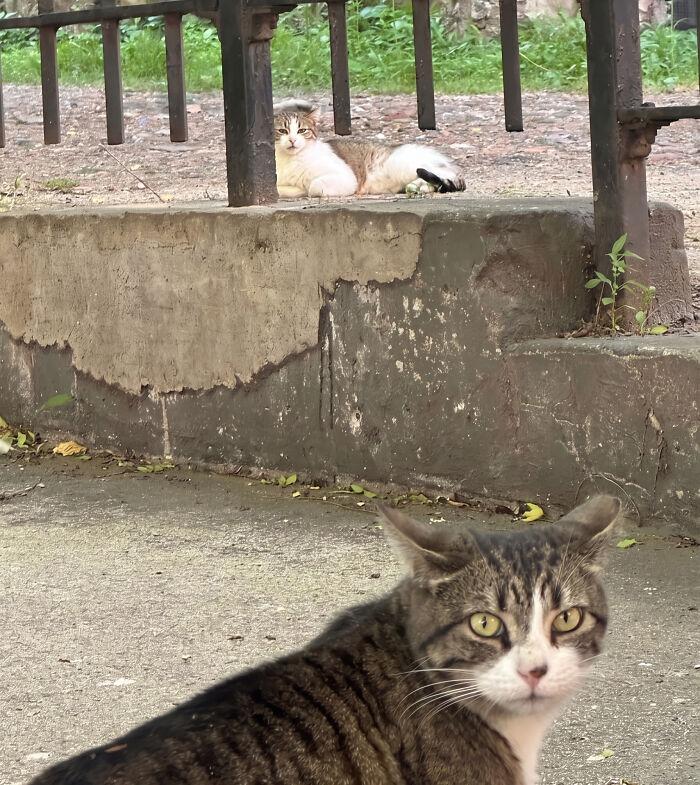 A tabby cat in the foreground looking at the camera, hilariously interrupted, with another cat in the background.