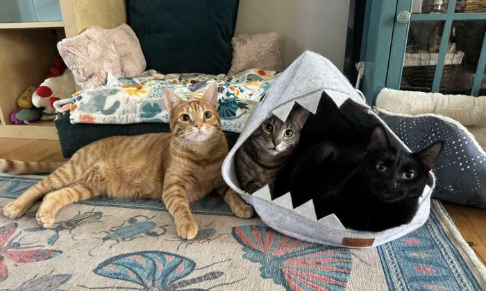 An orange tabby cat and two other cats in a shark bed, a funny moment from interrupted cats meetings.