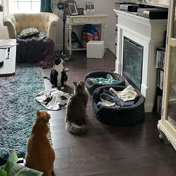 Three cats on a living room floor, two facing away, as people interrupted cats important meetings.