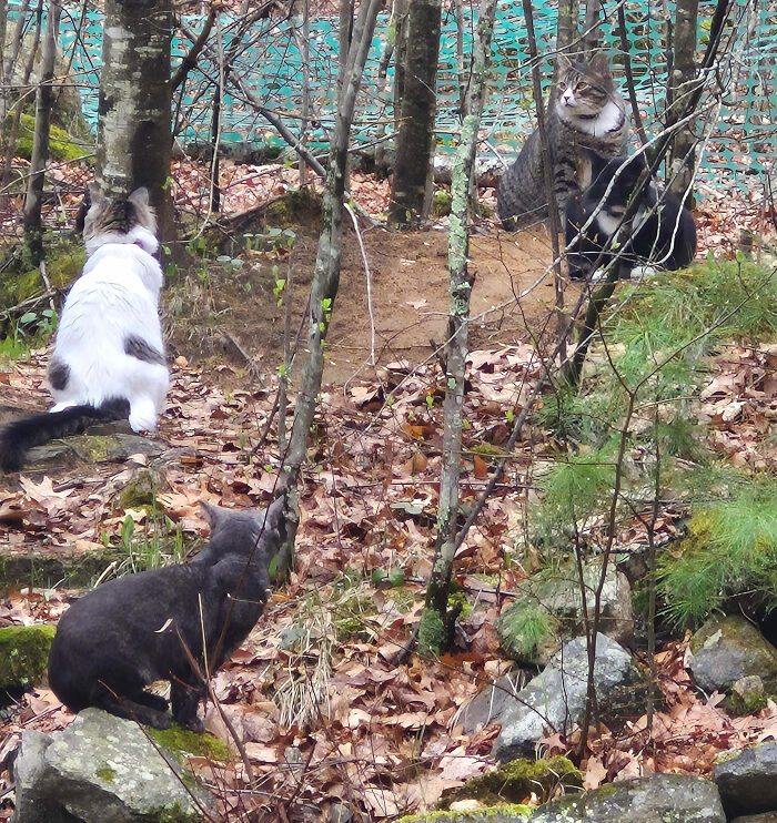 Three cats in the woods, looking like they are having an important meeting before being interrupted.