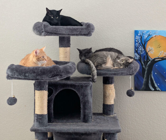 Three cats on a multi-level cat tree, two relaxing and one alert, perhaps after an interrupted cats meeting.