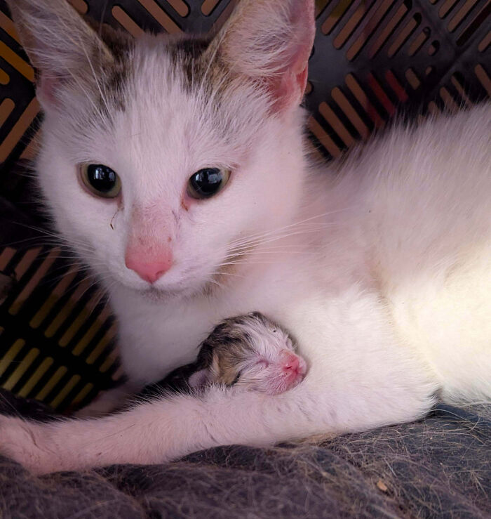 A mother cat tenderly holding her tiny newborn kitten close. Hilarious cats meetings.