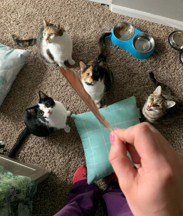 A person interrupts four cats during their important meetings, offering a treat.