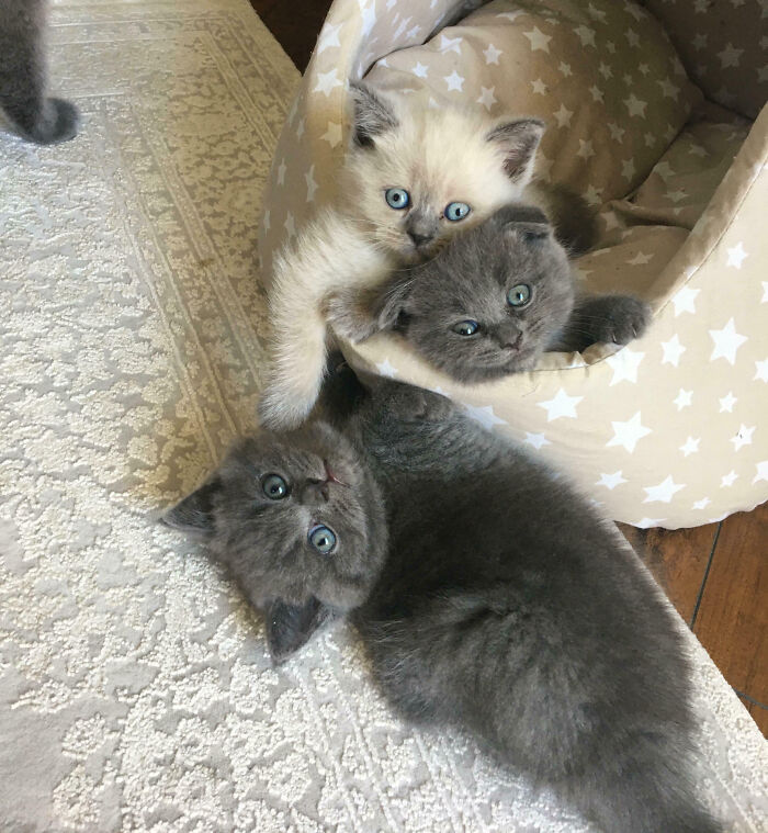 Hilarious moment two fluffy kittens with blue eyes are interrupted while relaxing in a star-patterned bed, with a third kitten on the floor.