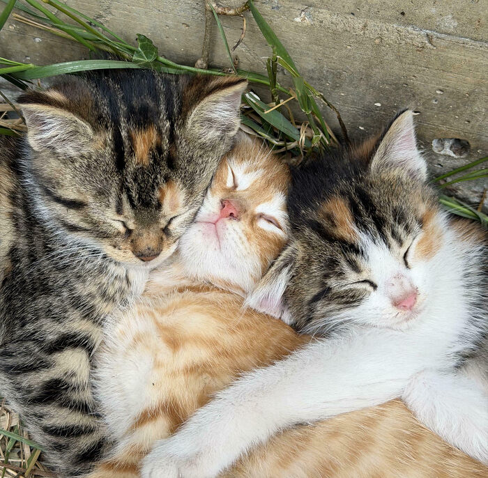 Hilarious moment three adorable kittens are interrupted during a cat nap, snuggled closely together.