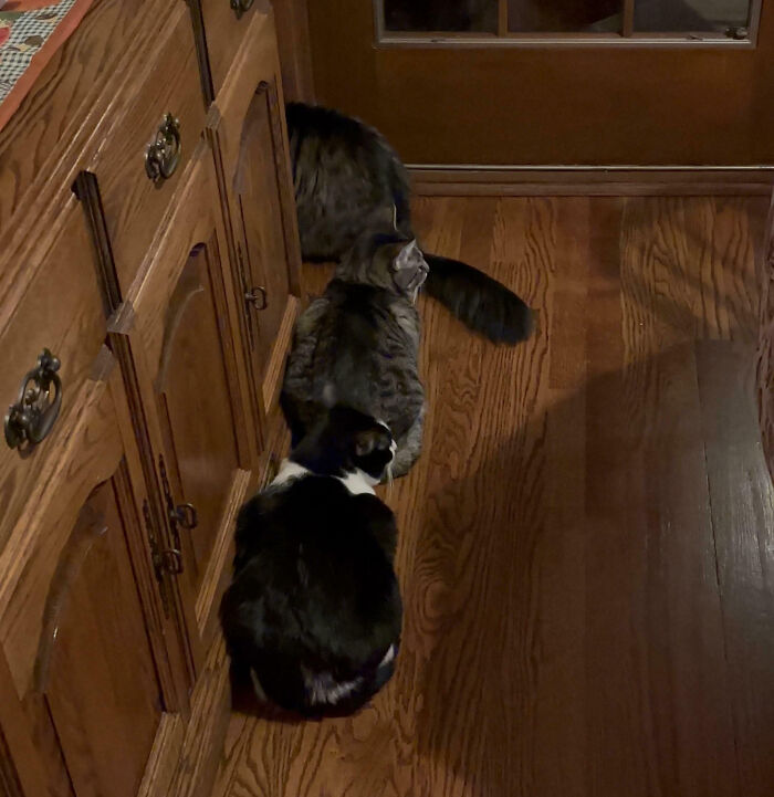 Two cats lined up on the floor by kitchen cabinets, appearing interrupted from their cat meeting.