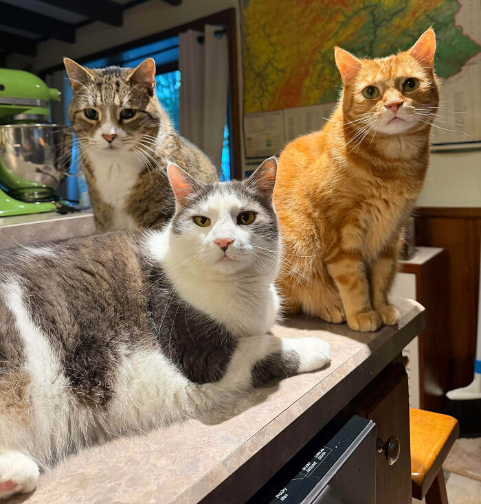 Three cats on a kitchen counter, interrupted during an important meeting, looking at the camera.