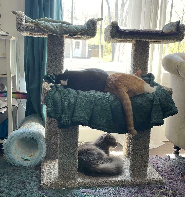 Three cats relaxing on a multi-level cat tree, hilariously interrupted. Two on the top bed, one on the bottom.