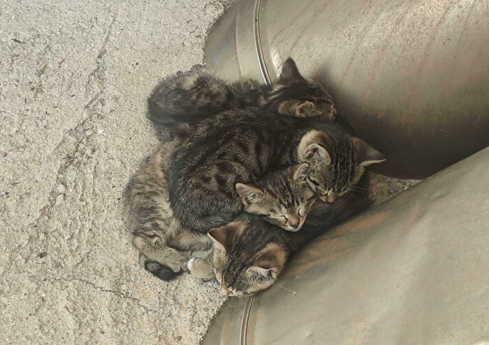 A pile of adorable kittens, likely having an important meeting interrupted for a nap.