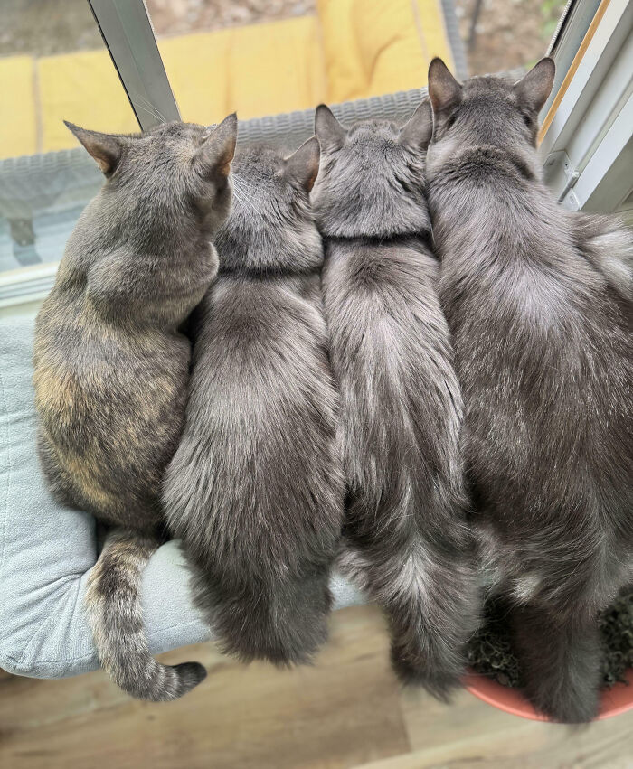 Four cats sit facing away from the camera, seemingly in an important meeting, looking out a window.