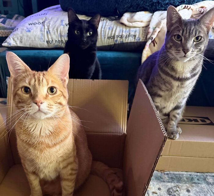 Three cats, one in a box, appear to have been interrupted during their important meetings.