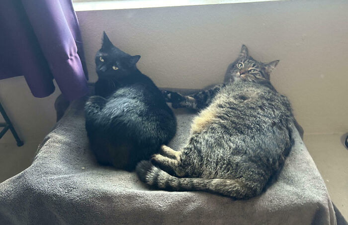 Two cats, one black and one tabby, lounging together, representing cats important meetings.