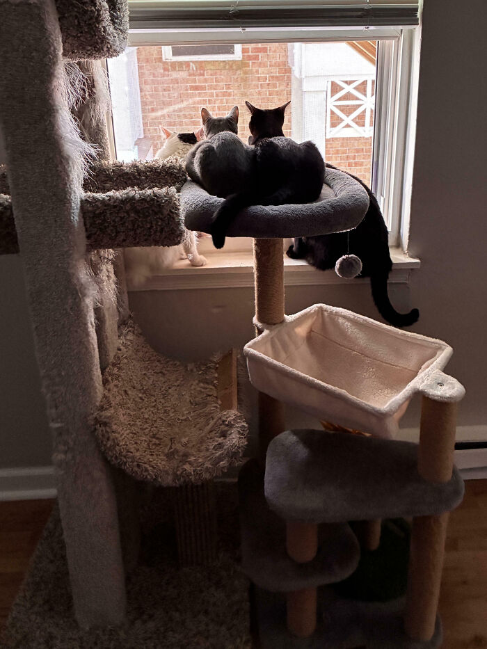 Cats on a cat tree and window sill, observing outside, their important meeting interrupted.