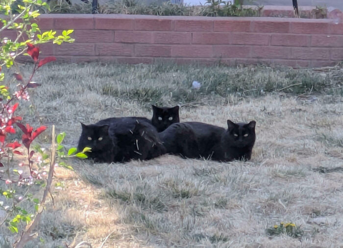 Four black cats in a field, clearly interrupted their important meeting by a photo.