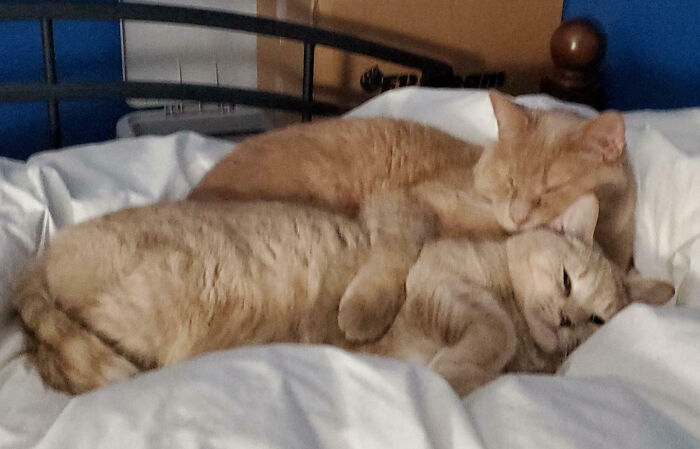 Two ginger cats napping together on a white bed, exemplifying hilariously interrupted cats.