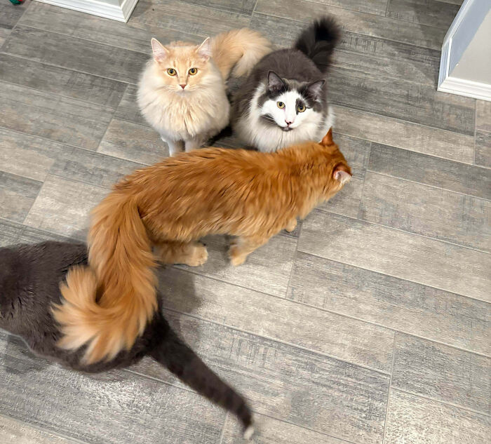 Four cats on a wooden floor, one stretching, one looking, hilariously caught during an important meeting.