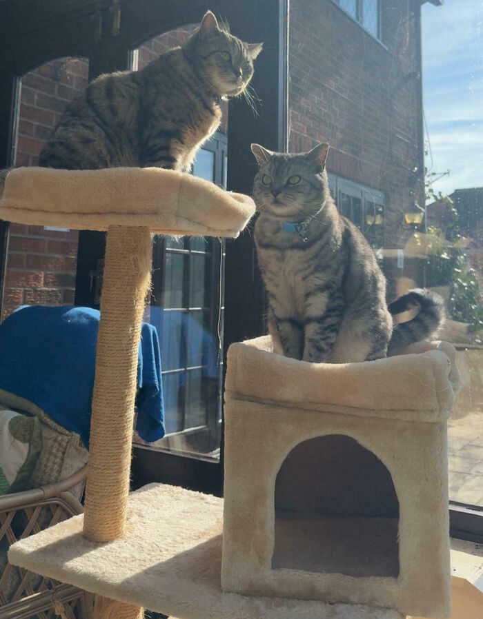 Two cats on a cat tree, possibly interrupted during an important meeting, looking towards the camera.