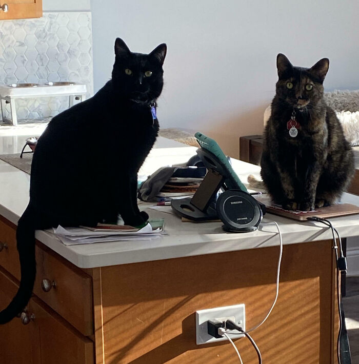 Two cats, a black cat and a tortoiseshell, sitting on a kitchen island during an important meeting.