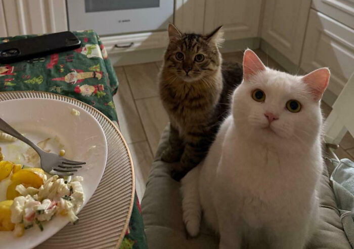 Two cats, one brown tabby and one white, staring intently at the camera during an important meeting.