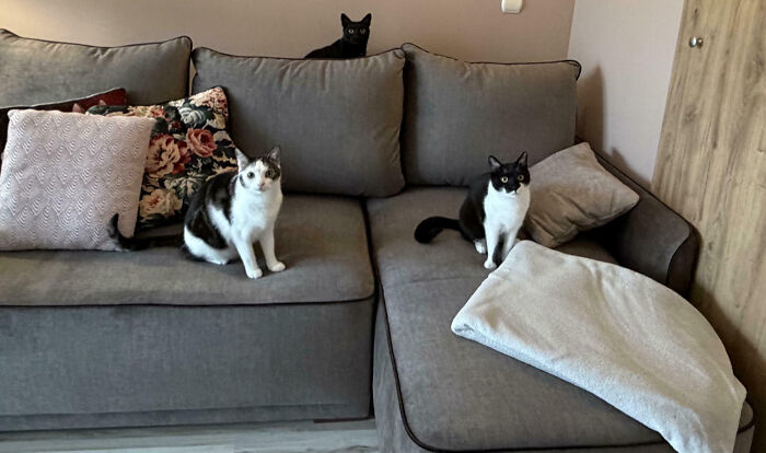 Three cats on a grey sofa, one black, and two black and white, as people interrupted cats important meetings.