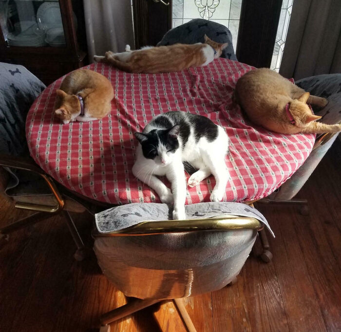 Four cats on a round table and one on a chair, as people interrupted cats important meetings.