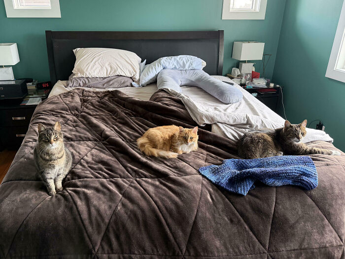 Three cats on a large bed, possibly interrupted during their important meeting by a human.