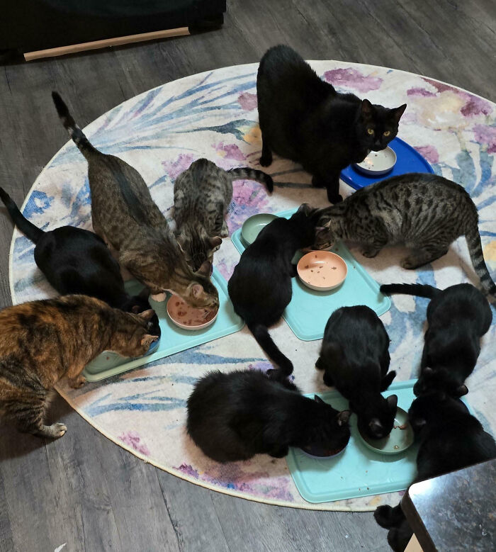 A group of cats eating from bowls on a round rug, their important meeting likely about meal times.