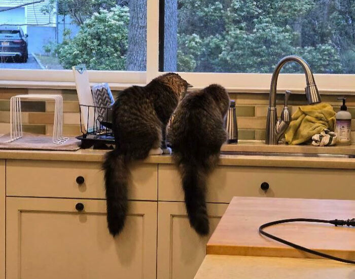Two cats perched on a kitchen counter near a sink, interrupting their important meetings.