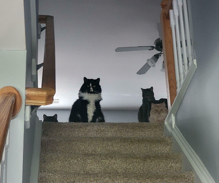 Four cats looking down the stairs, appearing to have their important meetings interrupted.