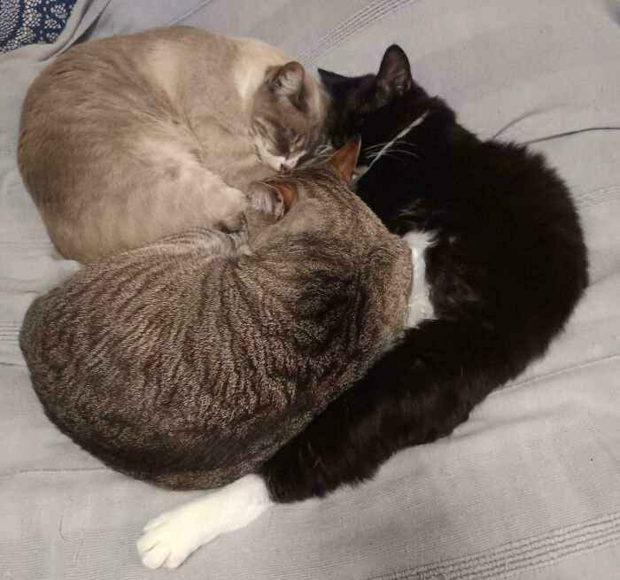 Three cats, a tan, a tabby, and a black and white cat, are curled up sleeping, perhaps interrupted during important meetings.
