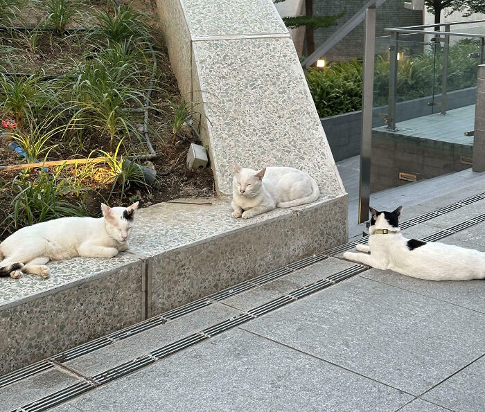Three cats, mostly white with black markings, are resting outdoors, seemingly interrupted from their important cat meetings.
