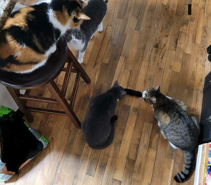 Four cats gather on a wooden floor, seemingly having an important meeting, with a person potentially interrupting.