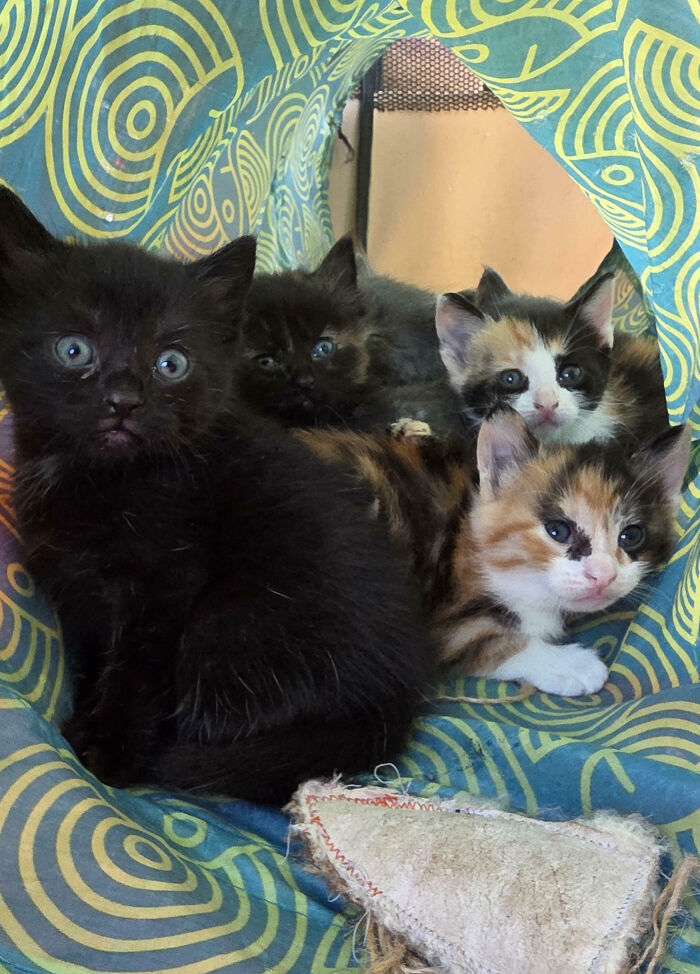 Four kittens, one black, one calico, and two small dark ones, nestled in a patterned blue fabric.