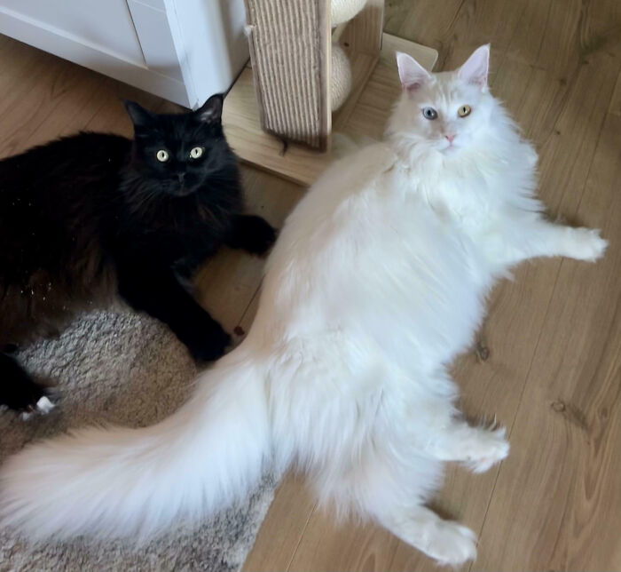 Hilarious moment a fluffy white cat and a black cat are interrupted, lying on a wooden floor near a cat tree.