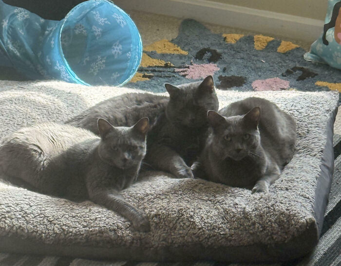 Hilarious moment three grey cats are interrupted while relaxing together on a soft, grey pet bed.