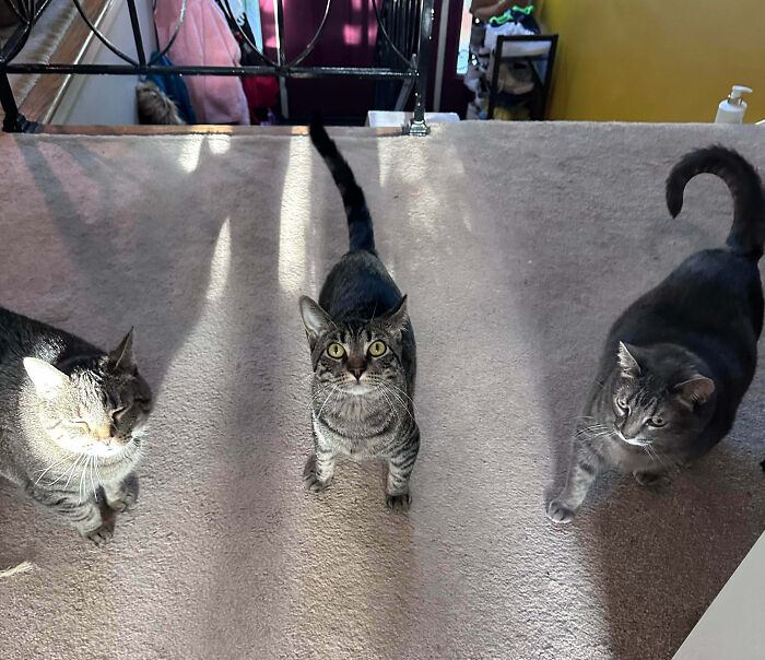 Three cats standing on a carpet, looking up expectantly, appearing to have an interrupted cats meeting.