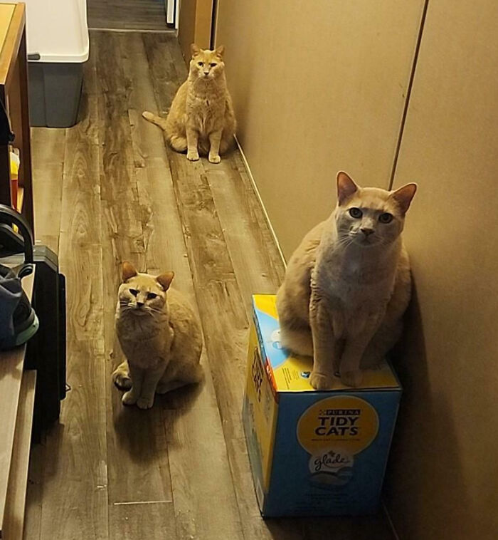 Three tan cats sitting in a hallway, seemingly interrupted, creating a hilarious cats meeting moment.