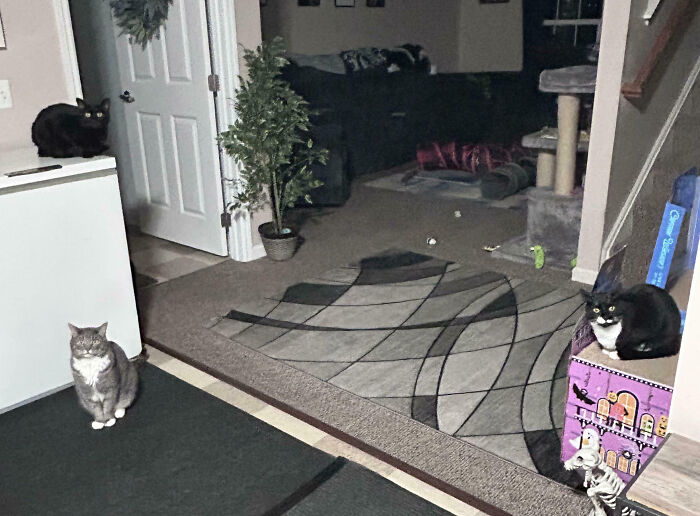Three cats look annoyed in a house, their important meeting has been interrupted by a human.