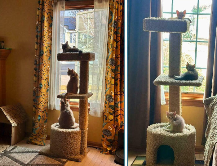 Multiple cats on cat trees in two rooms, potentially having an important cats meeting.