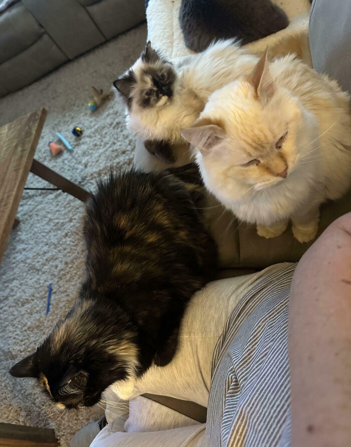 Three cats, including one on a person's lap, having their important meetings interrupted.