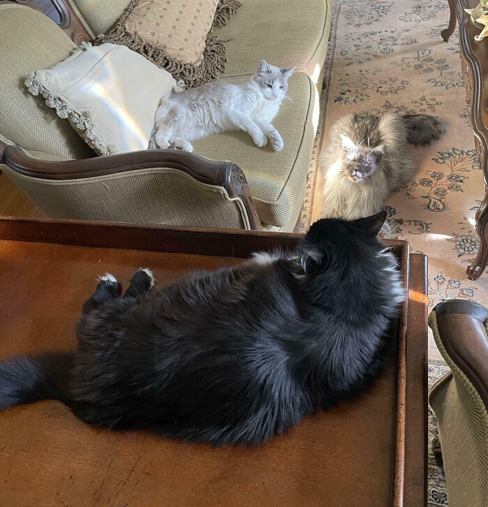 A fluffy black cat relaxes on a table, while two other cats are on a couch, all in their important meetings.