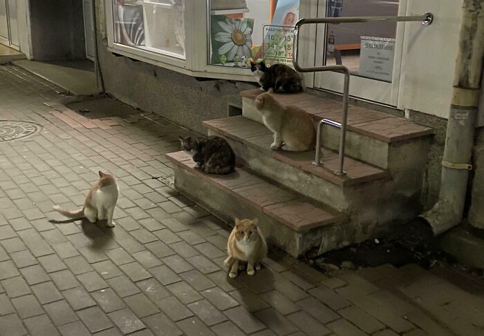 Hilarious moment several cats are interrupted, appearing to have an important meeting on outdoor steps and pavement.