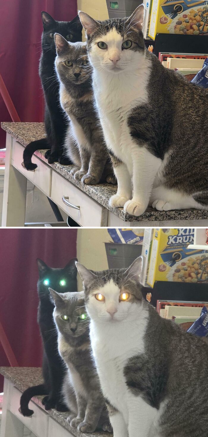 Three cats sitting on a counter, with a funny second image showing their eyes glowing, depicting interrupted cats meetings.