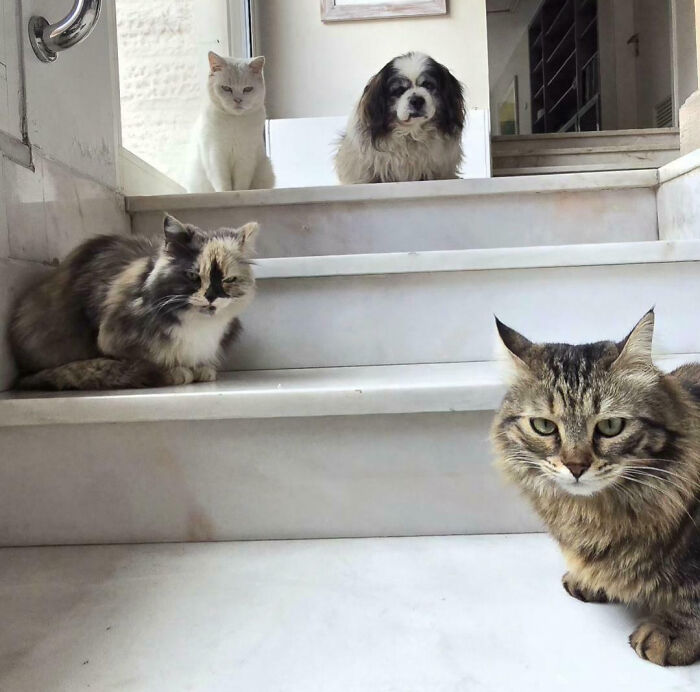 A white cat, a dog, and two other cats on marble stairs, observing the camera, portraying interrupted cats.