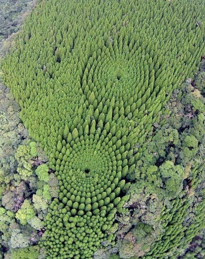 In 1973 Japan Planted Trees In Concentric Circles As Part Of An Experiment In Forestry Spacing. This Is What They Look Like Today From Above